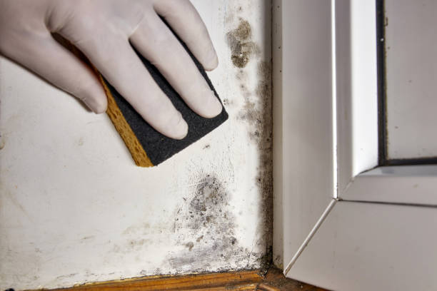 Best Mold Prevention Services  in Gassville, AR